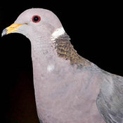Band-tailed Pigeon